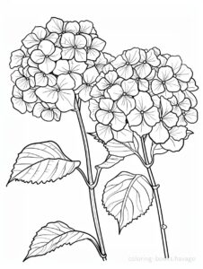 ２輪の紫陽花の塗り絵です。 | ハバゴ