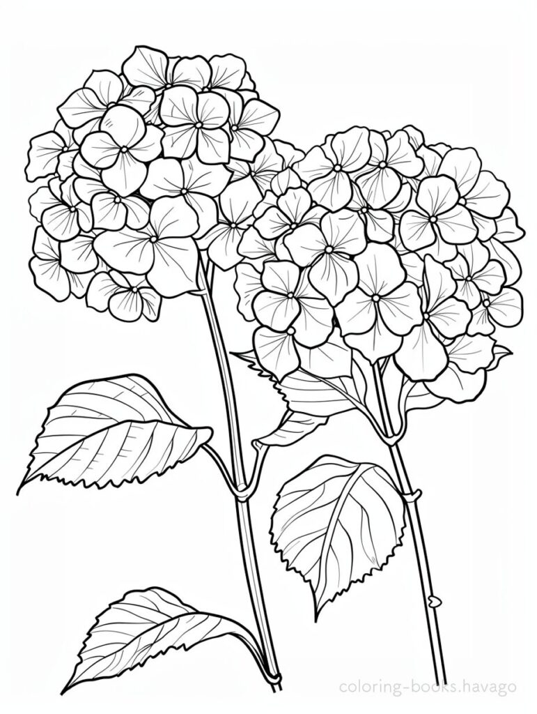 ２輪の紫陽花の塗り絵です。 | ハバゴ