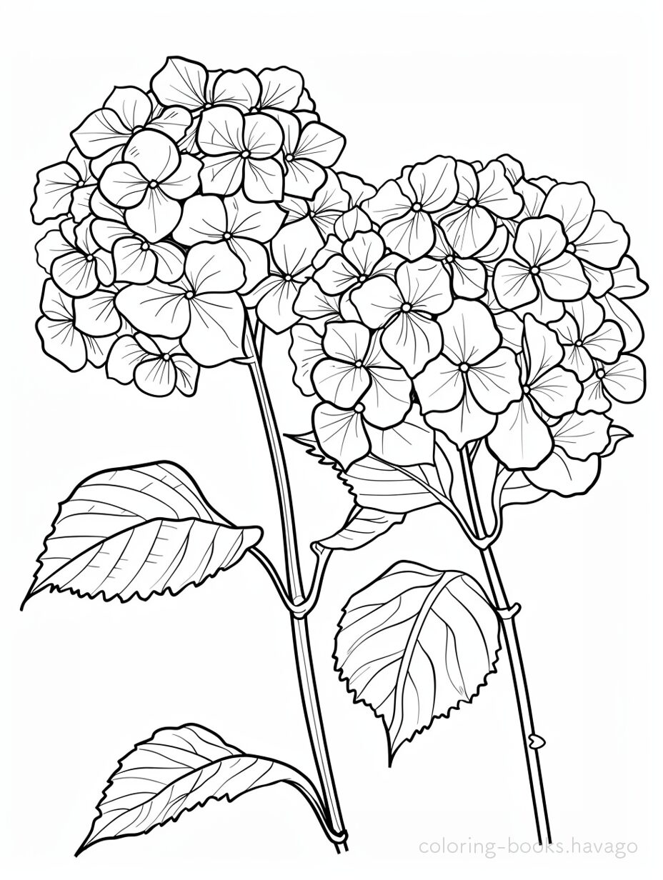 ２輪の紫陽花の塗り絵です。 | ハバゴ