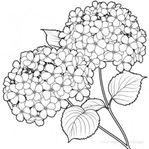 Coloring Page of a Large Hydrangea. | havago